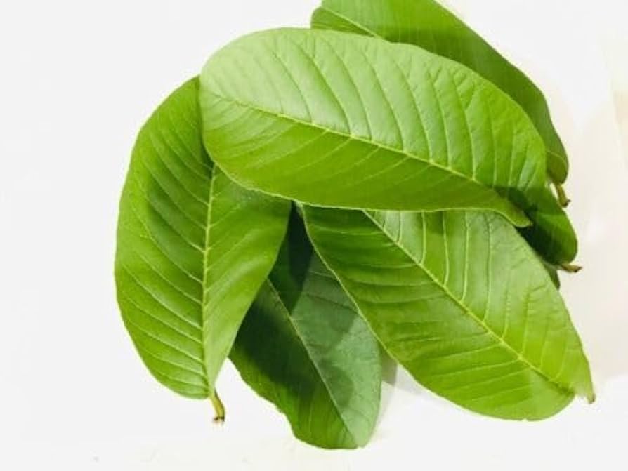 Guava Leaf