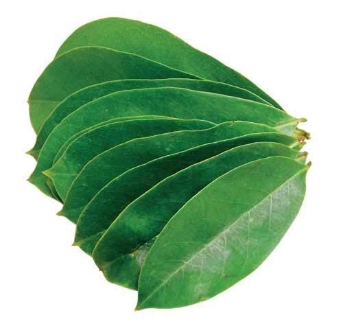 Soursop Leaves